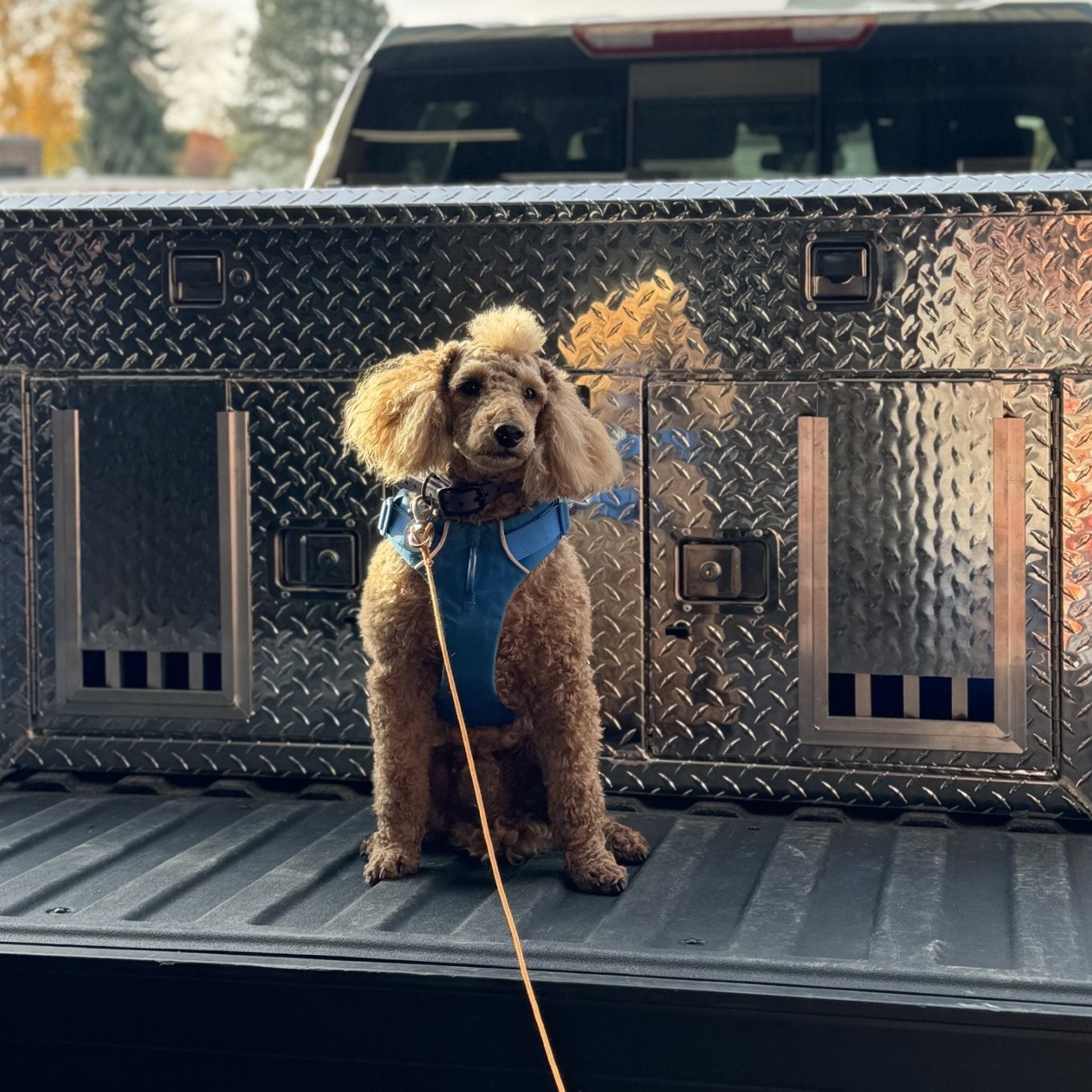 Small Dog Breeds